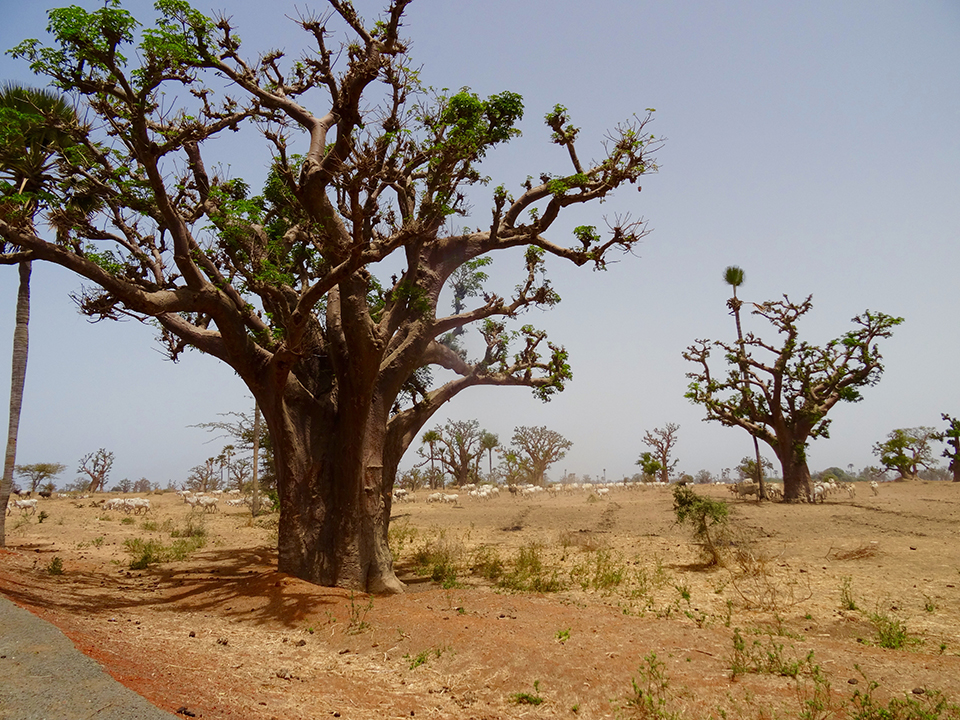 Baobabs sur la route