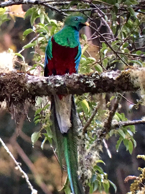 Trogon Lodge quetzal