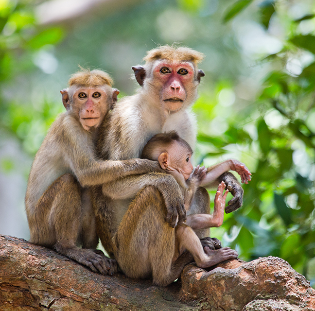 Monkeys in Sri Lanka_taille