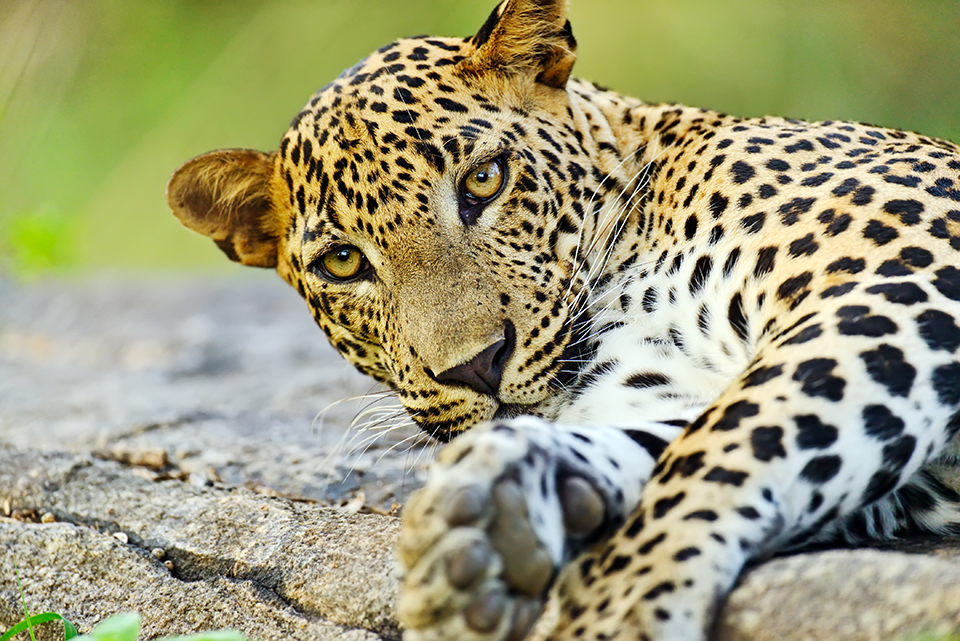 Sri Lankan Leopard_taille