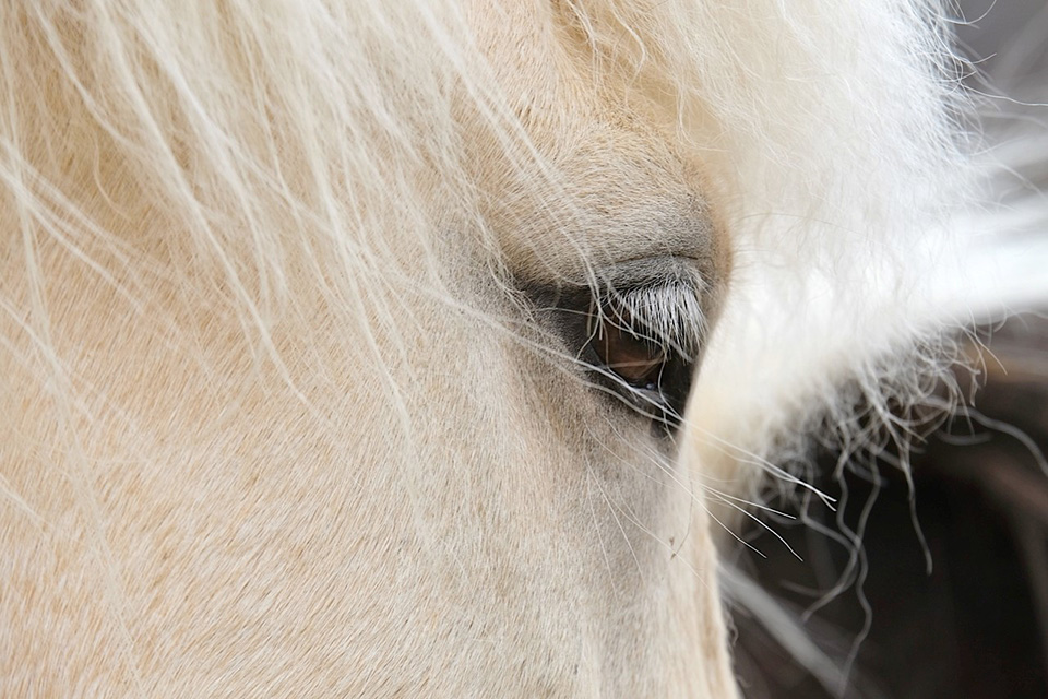 cheval_blanc