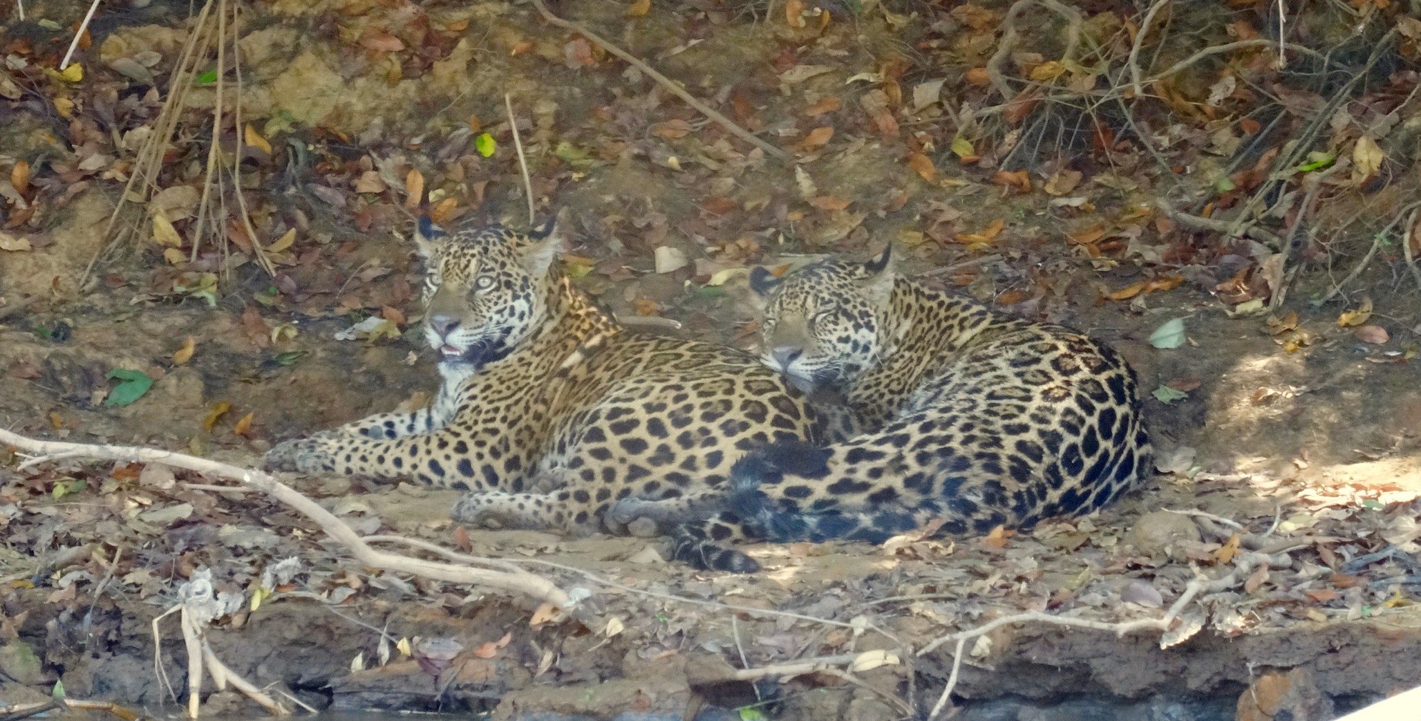 Frères jaguar