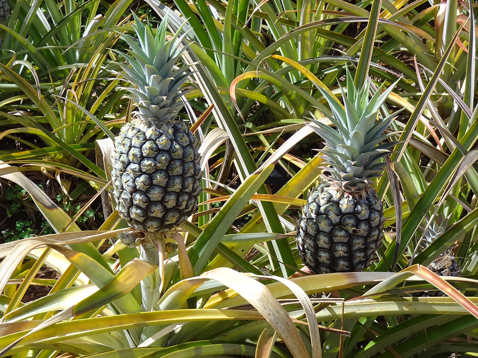ananas_taille