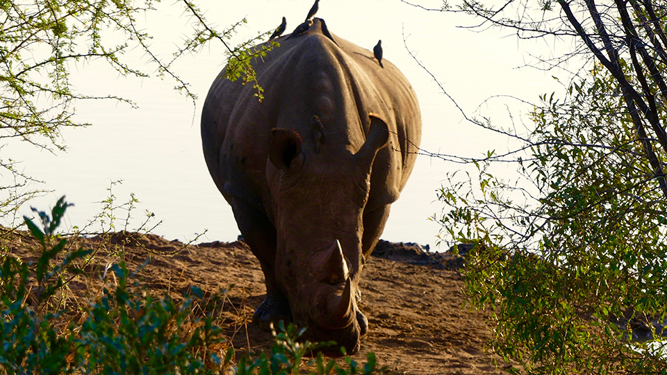 Mkhaya rhino