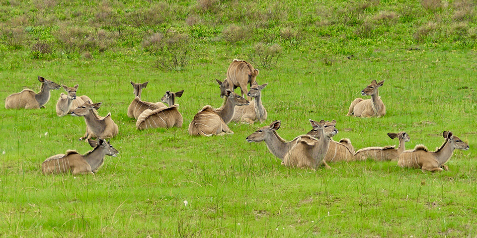 St-Lucia antilopes