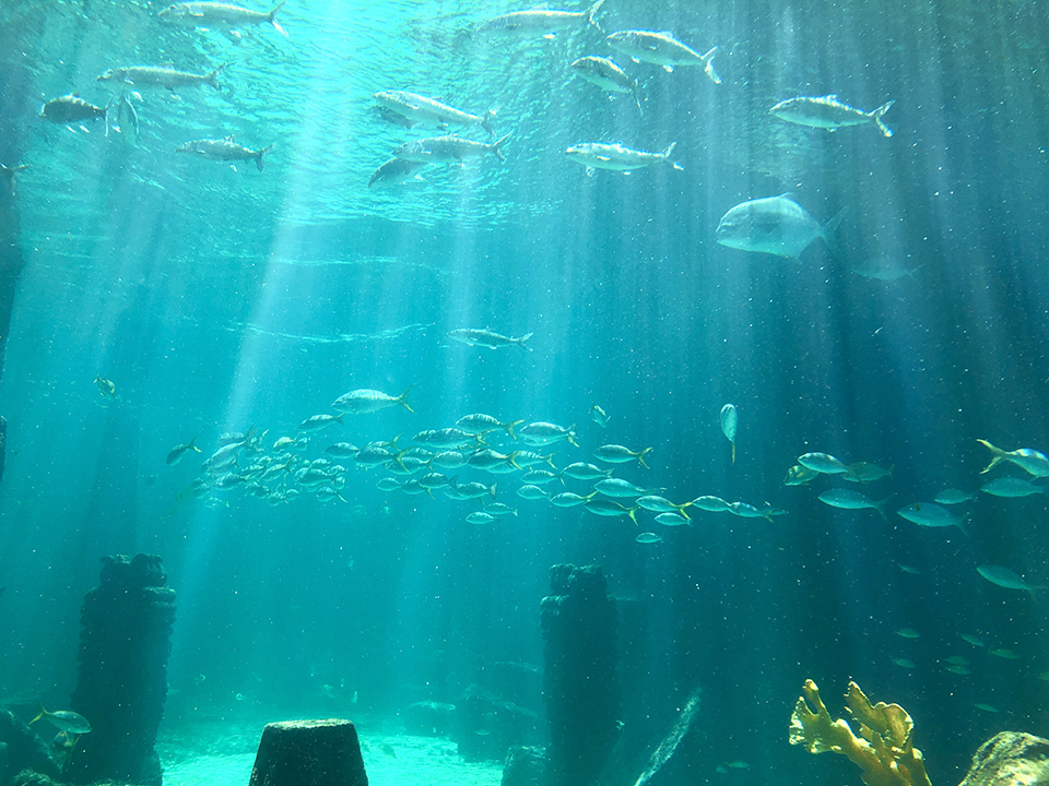 aquarium atlantis
